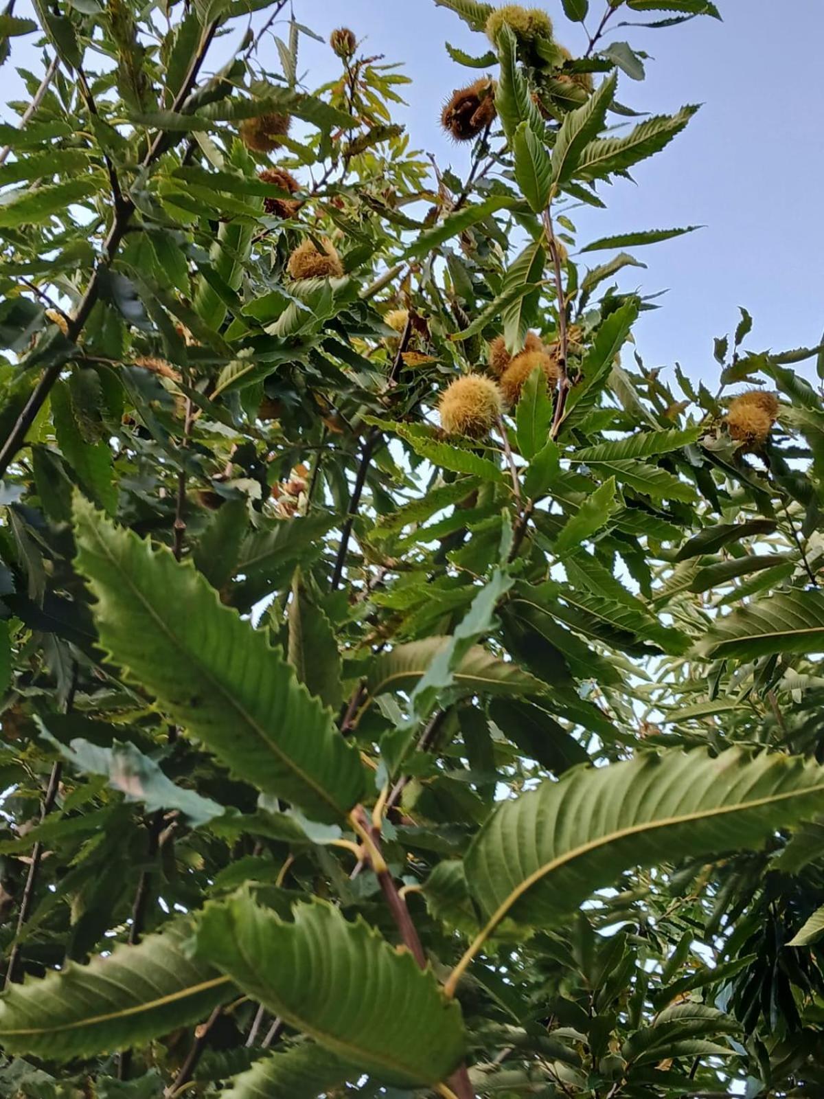 Terra Vitale Cava deʼ Tirreni Buitenkant foto